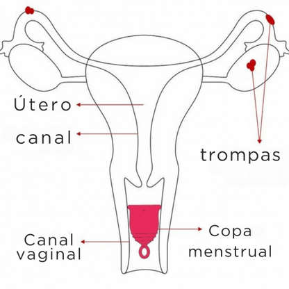 KIT FEMENINO ¡CAMBIA TU RUTINA Y MEJORA TU COMODIDAD! + ENVÍO GRATIS